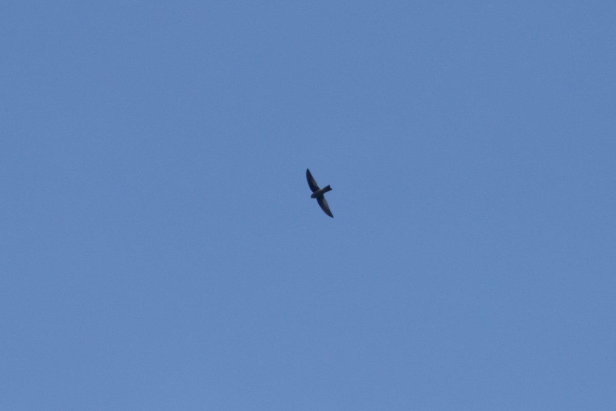 Ameline Swiftlet - ML638887054