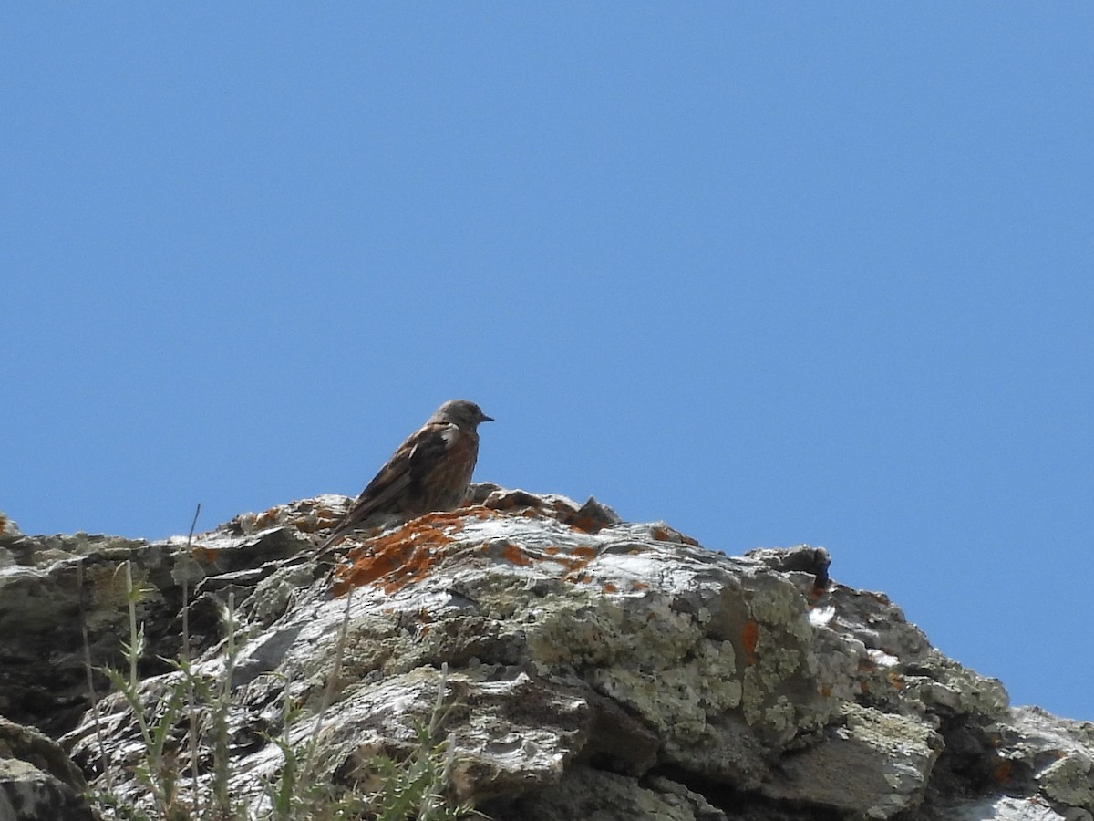 Altai Accentor - ML638887059