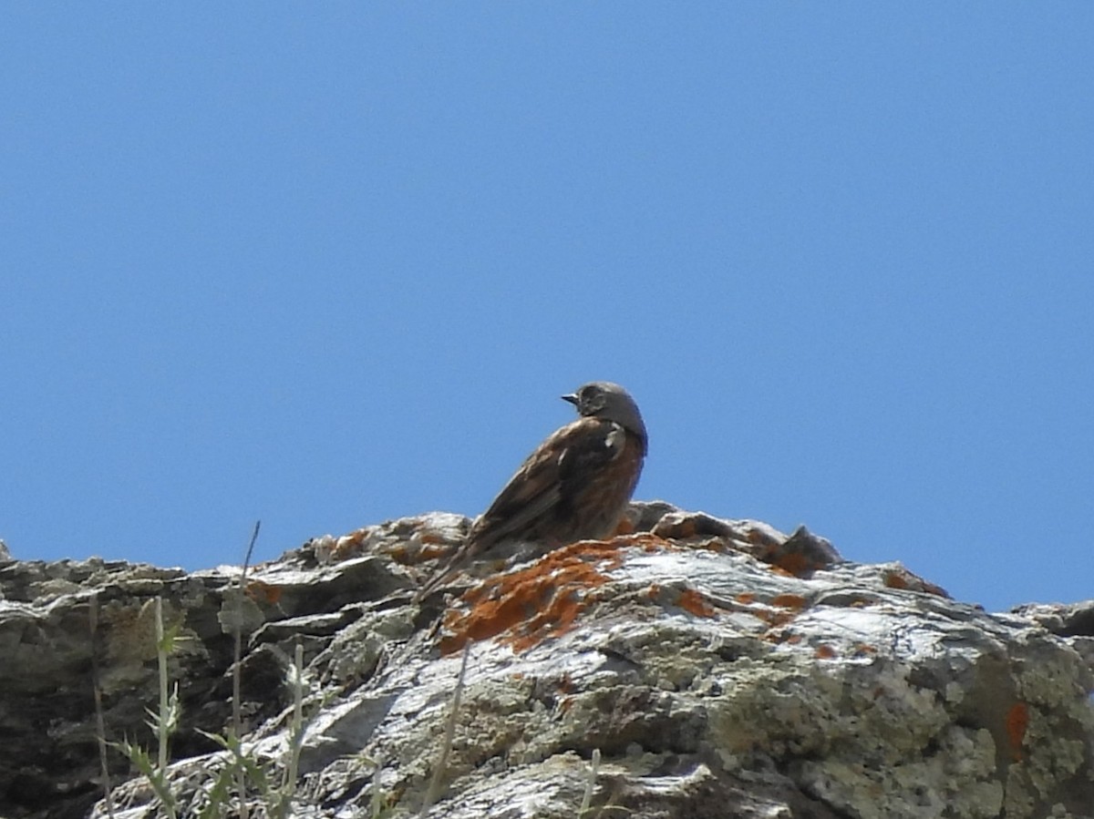 Altai Accentor - ML638887061
