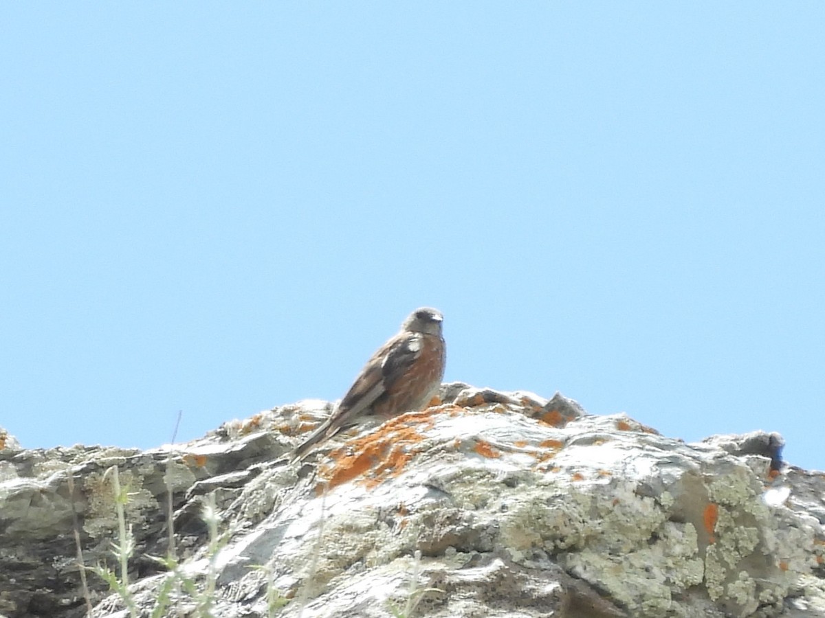 Altai Accentor - ML638887062