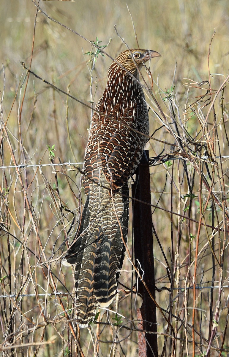 Pheasant Coucal (Pheasant) - ML638887072