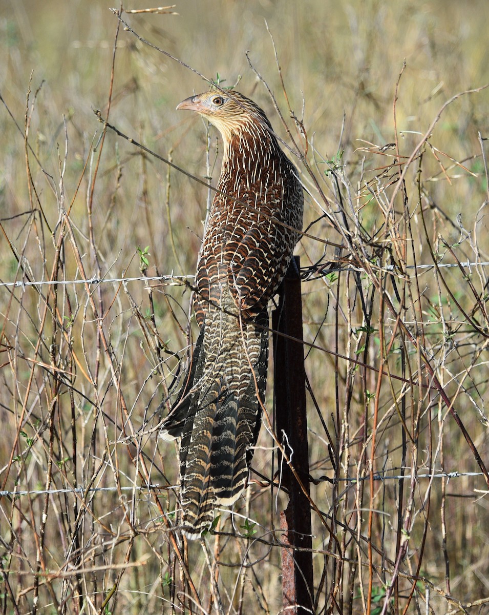 Pheasant Coucal (Pheasant) - ML638887073
