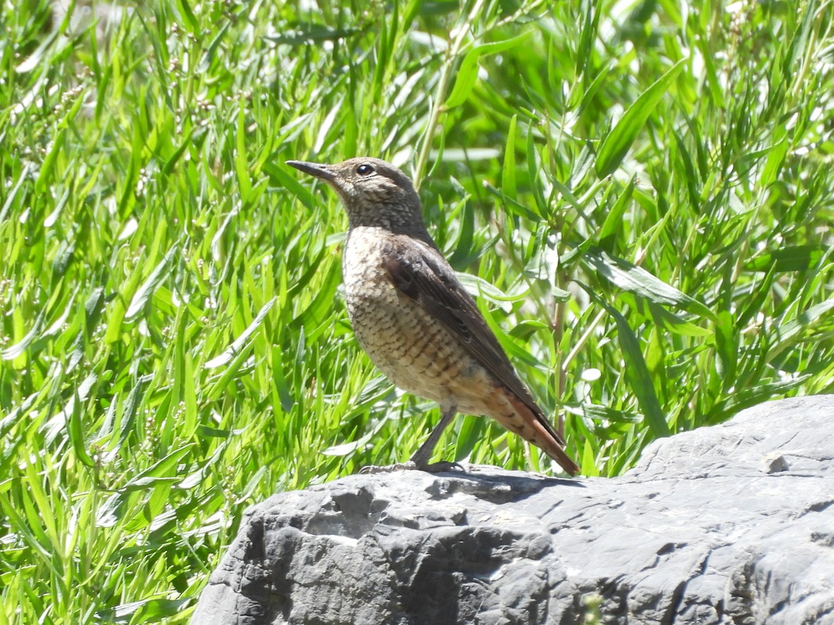 Rufous-tailed Rock-Thrush - ML638887167