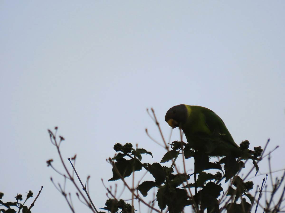 コセイインコ - ML638887240