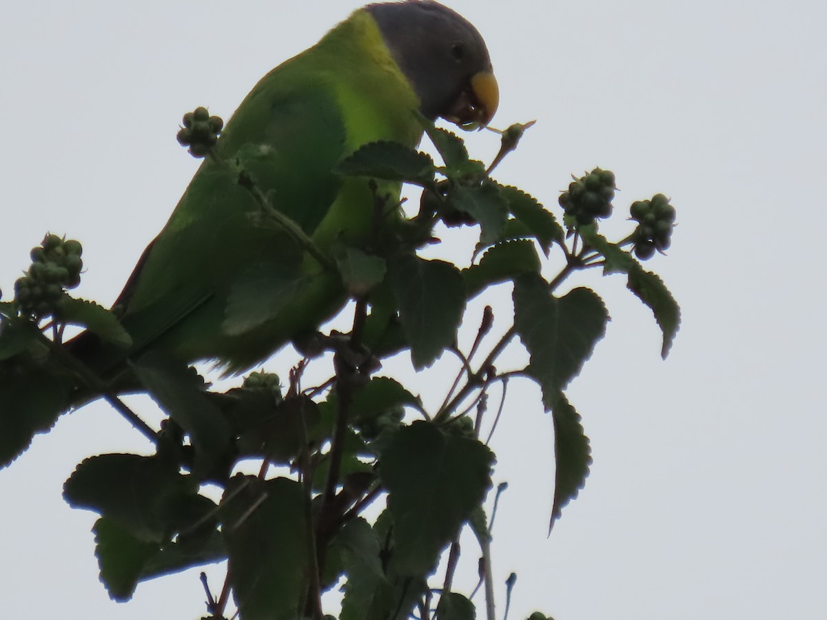 コセイインコ - ML638887248