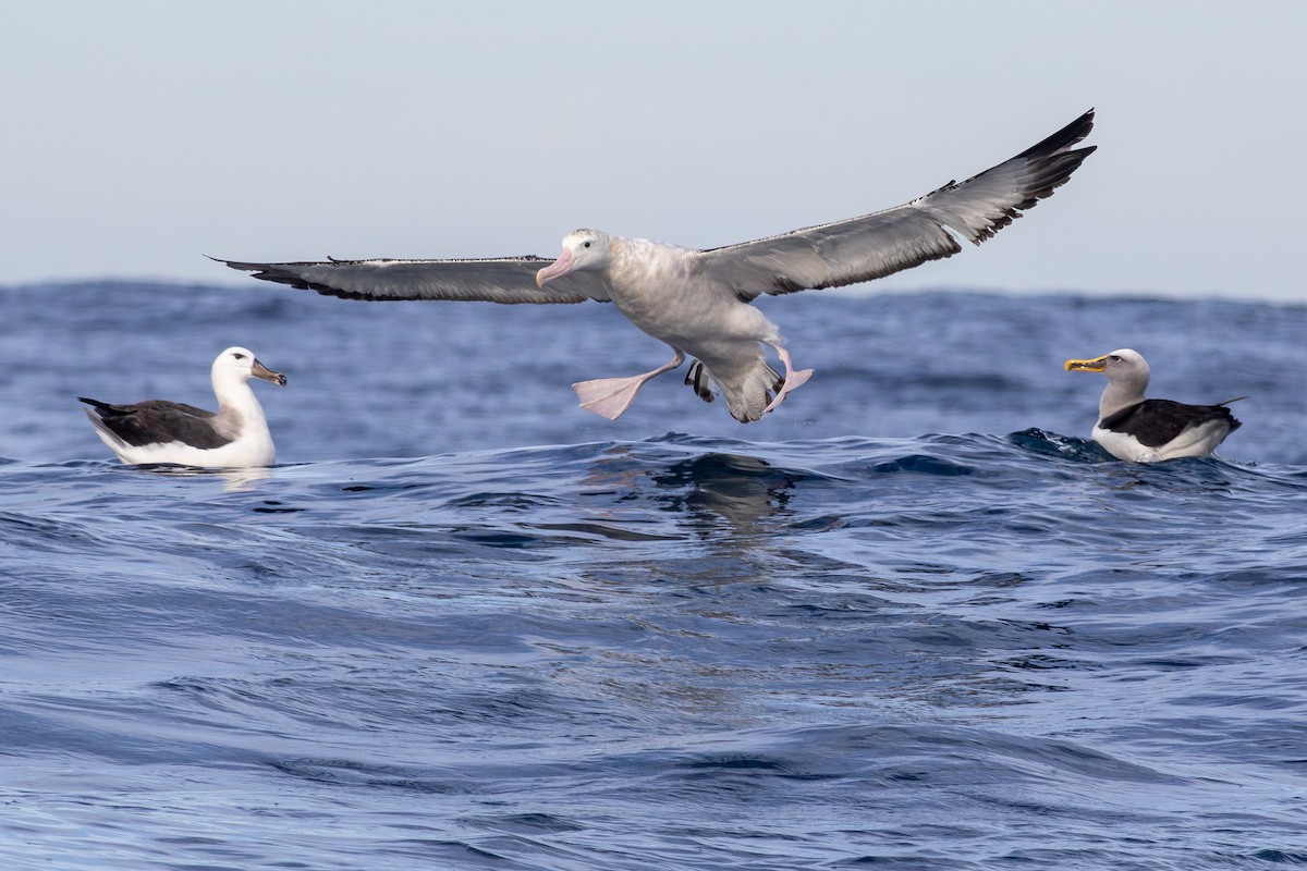 Antipodean Albatross (Gibson's) - ML638887249