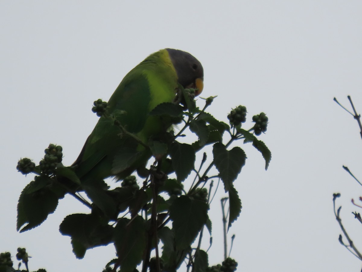 コセイインコ - ML638887251