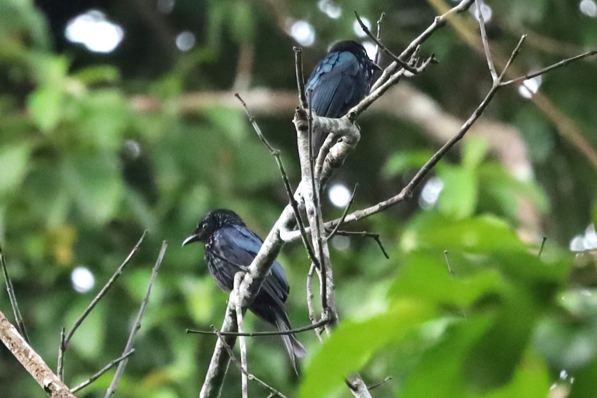 bronsedrongo - ML638887257