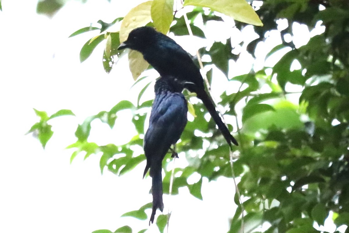 bronsedrongo - ML638887258