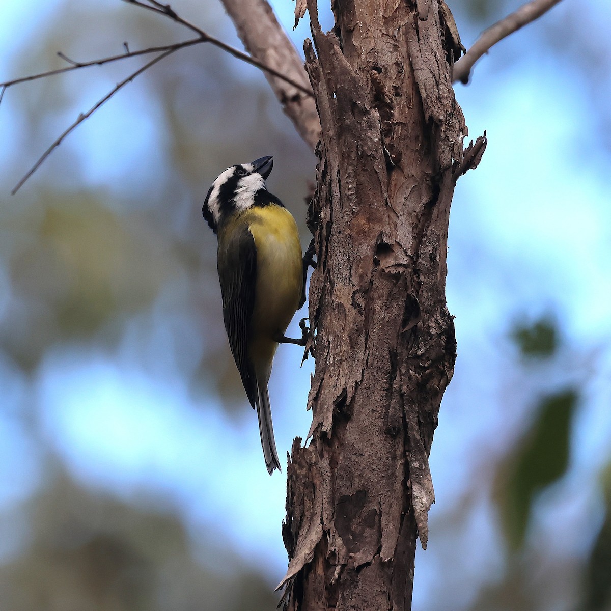 Eastern Shrike-tit - ML638887290