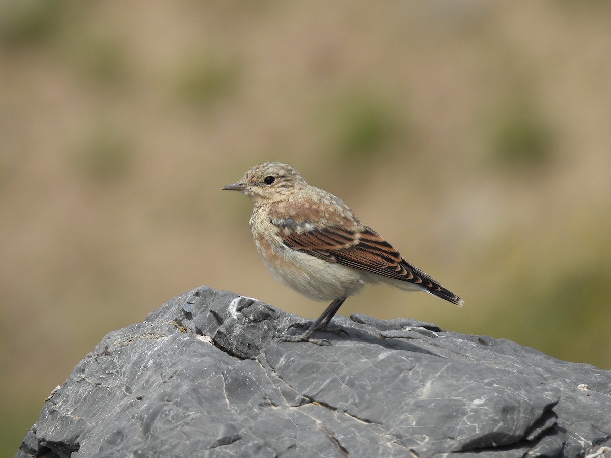 Northern Wheatear - ML638887291