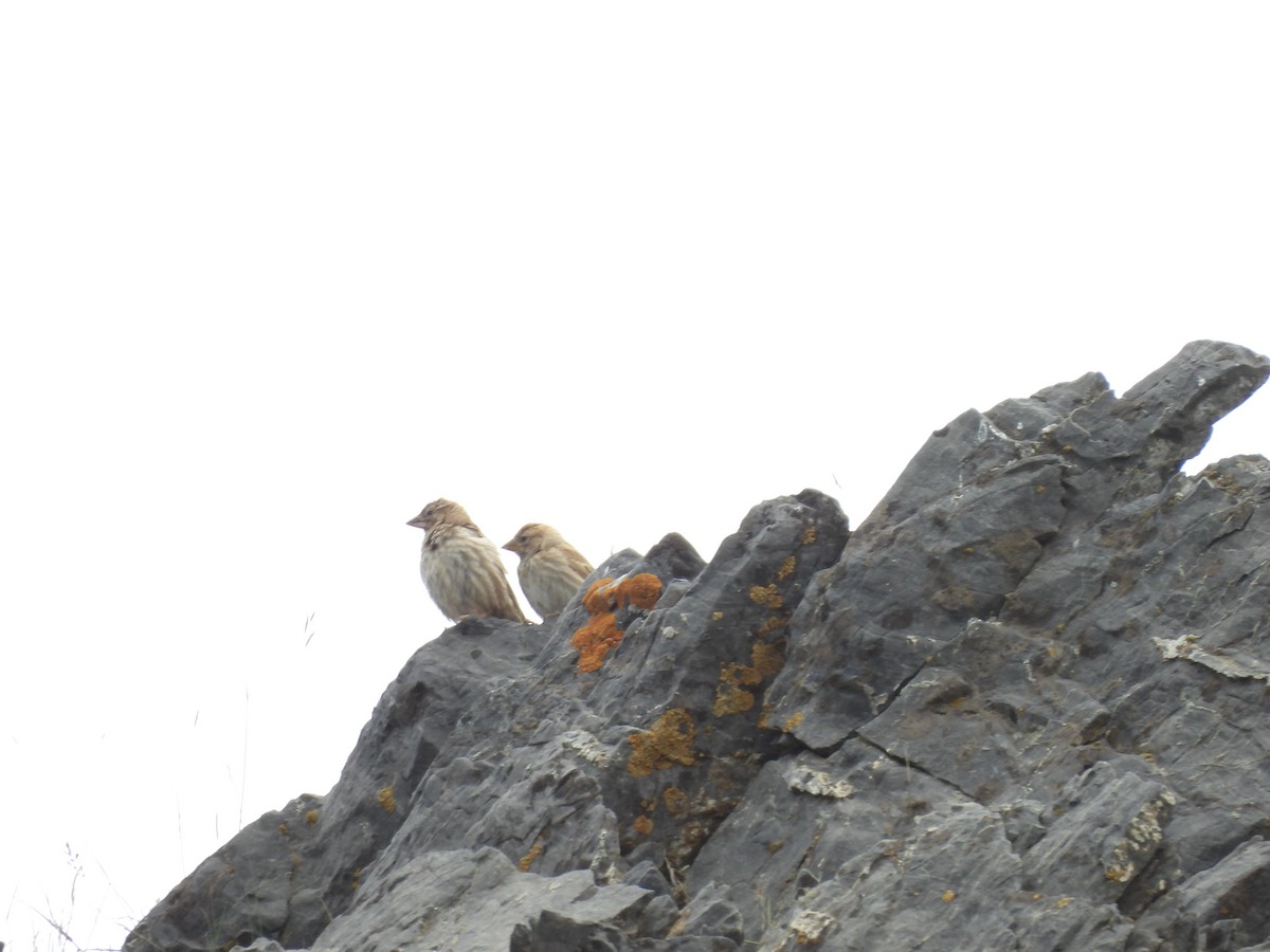 Rock Sparrow - ML638887307