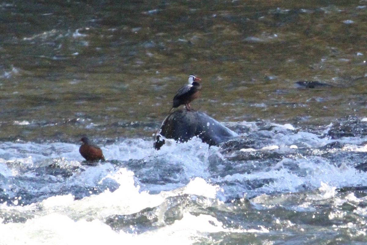 Torrent Duck - ML638887321