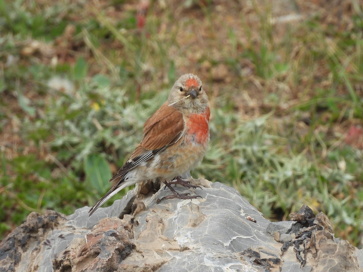 Eurasian Linnet - ML638887325