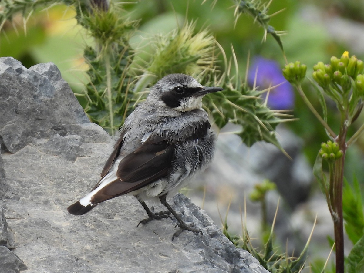 Northern Wheatear - ML638887330