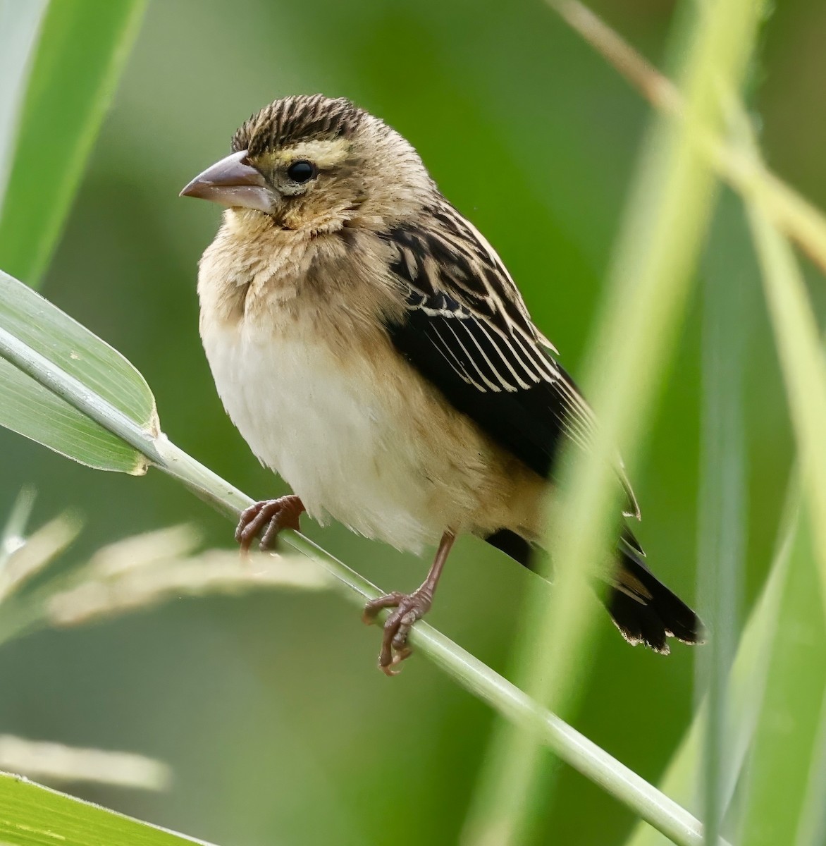 Golden-backed Bishop - ML638887332