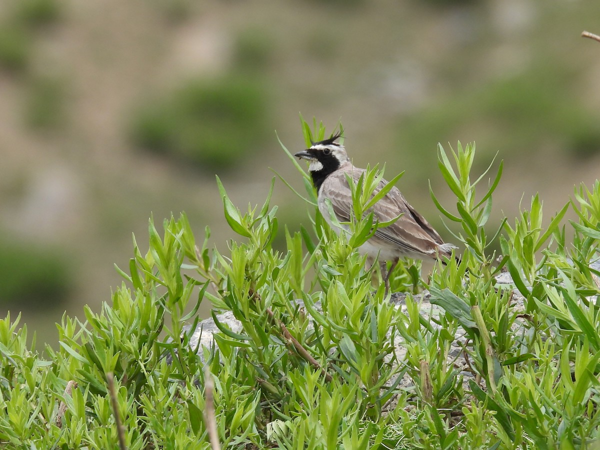 Horned Lark - ML638887337