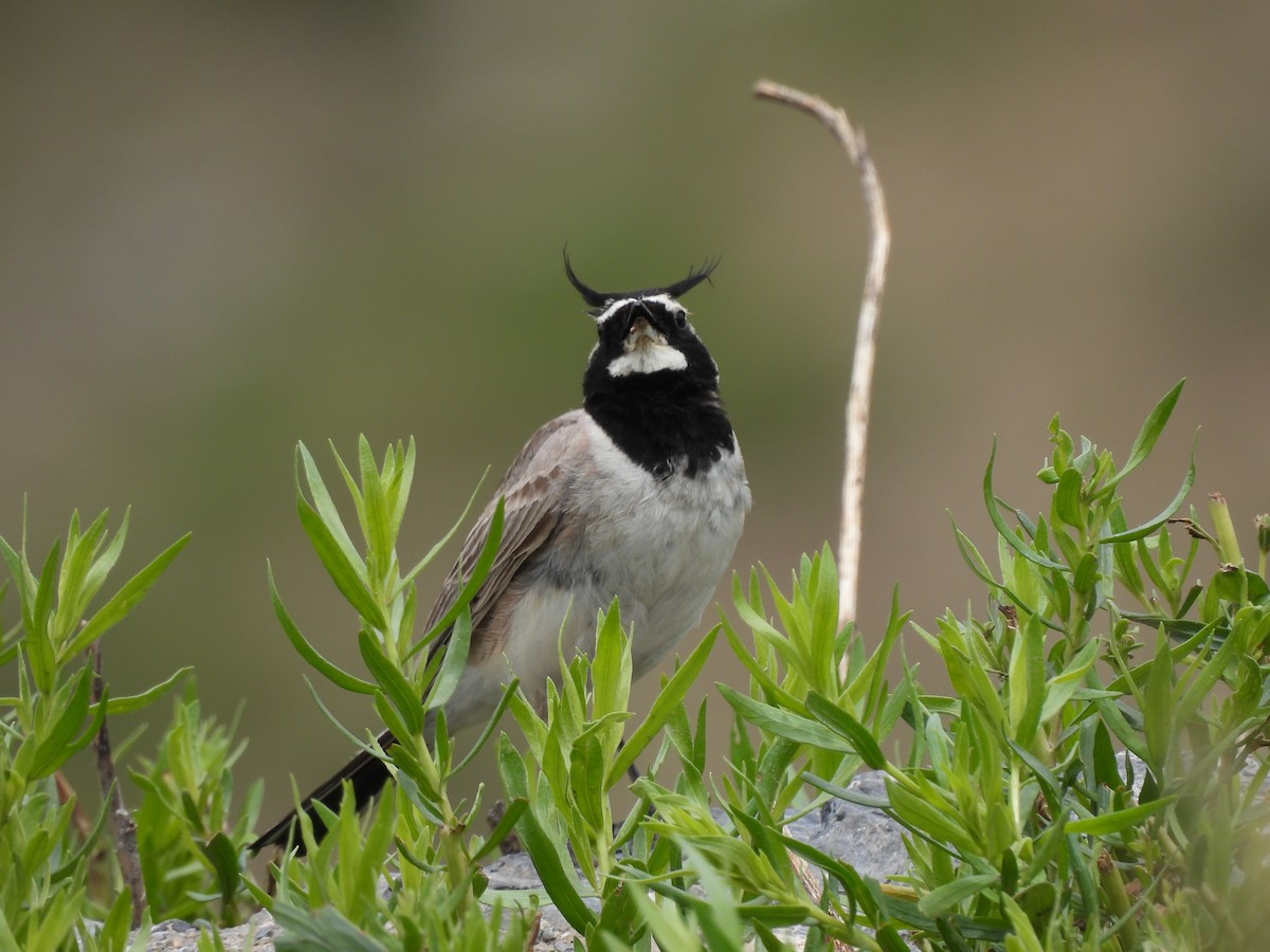 Horned Lark - ML638887338