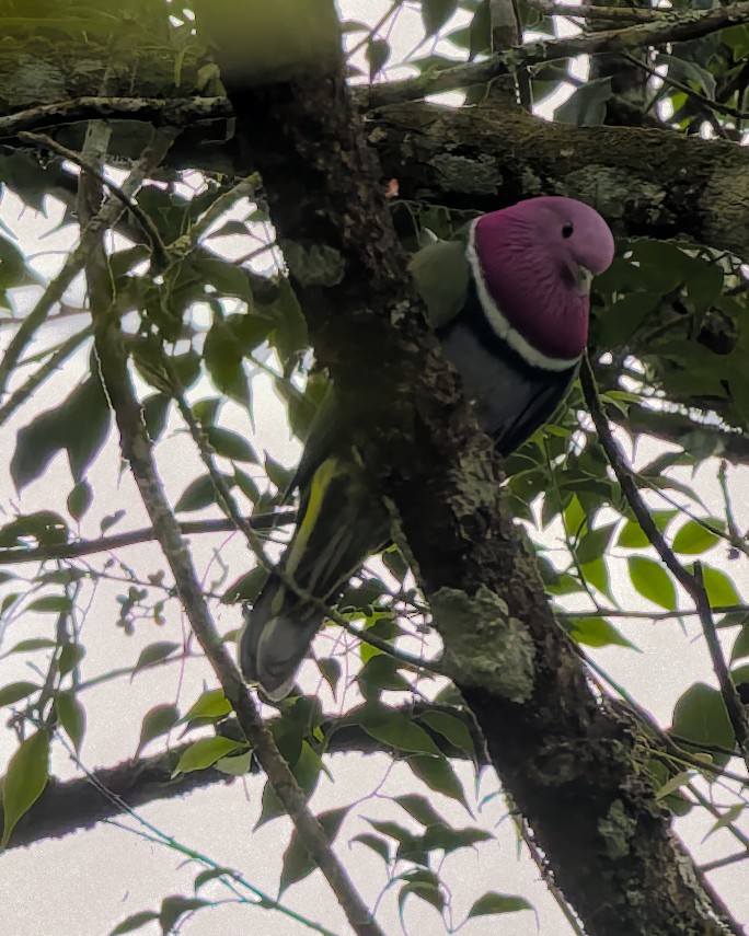 Pink-headed Fruit-Dove - ML638887341