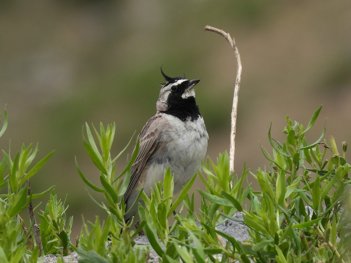 Horned Lark - ML638887343