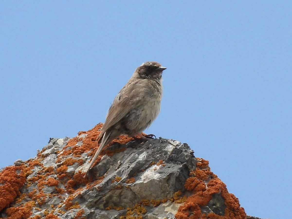 Brown Accentor - ML638887366