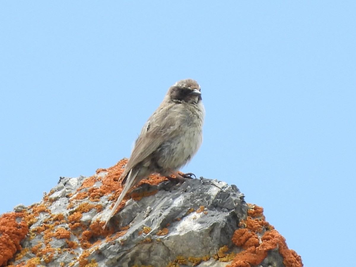 Brown Accentor - ML638887367
