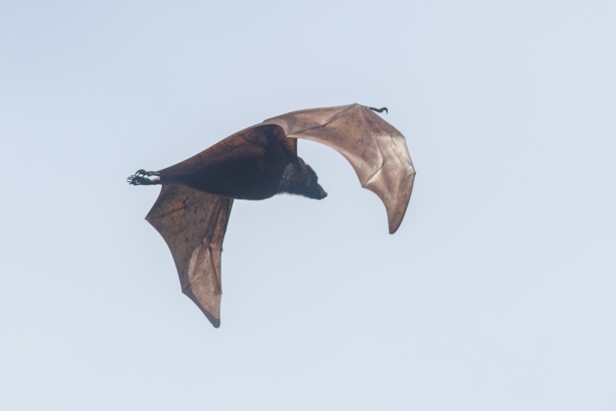 Volpe volante dal capo dorato - ML638887378