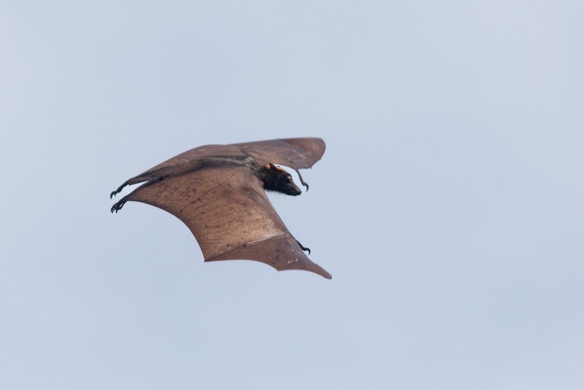 Volpe volante dal capo dorato - ML638887379