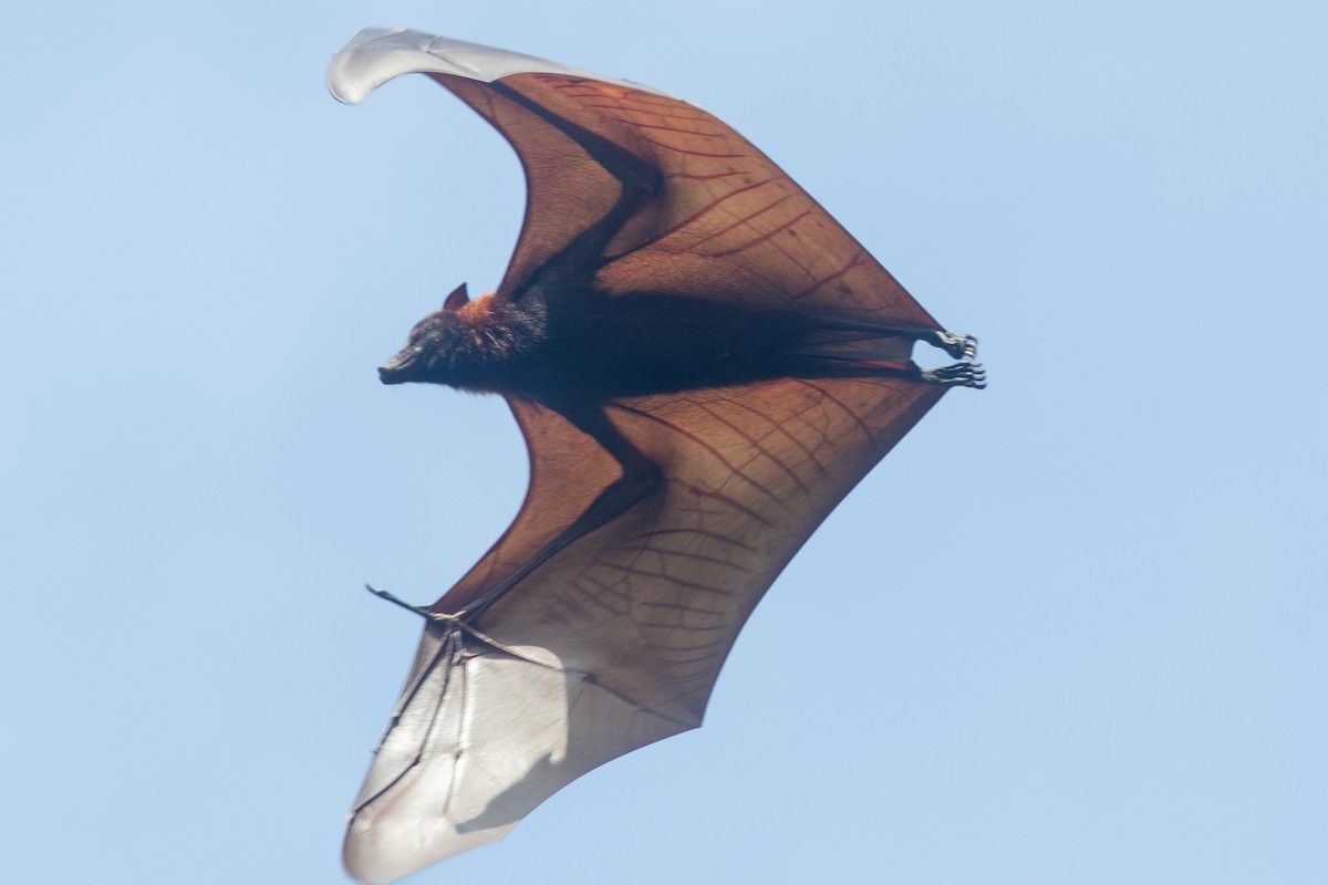 Volpe volante dal capo dorato - ML638887380