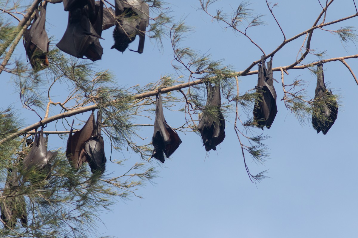 Volpe volante dal capo dorato - ML638887381