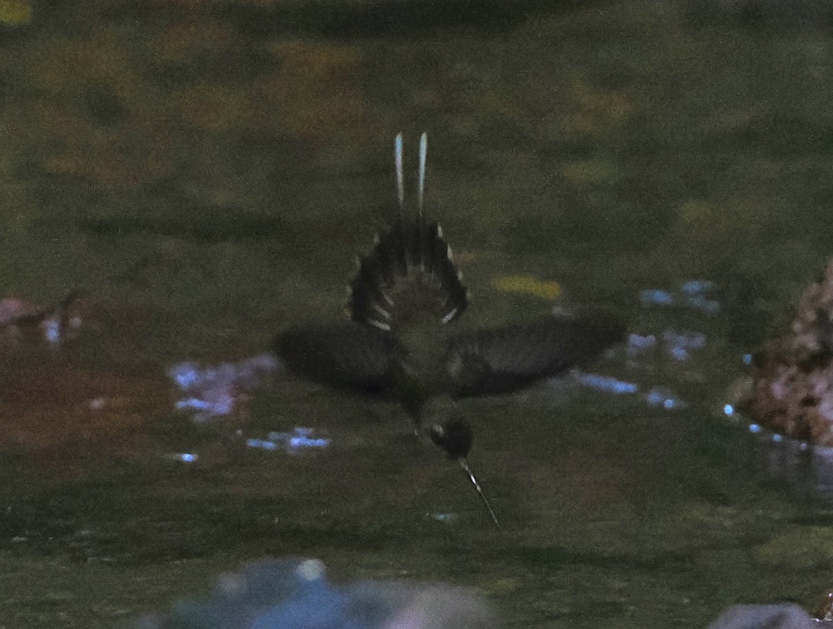 Straight-billed Hermit - ML638887408