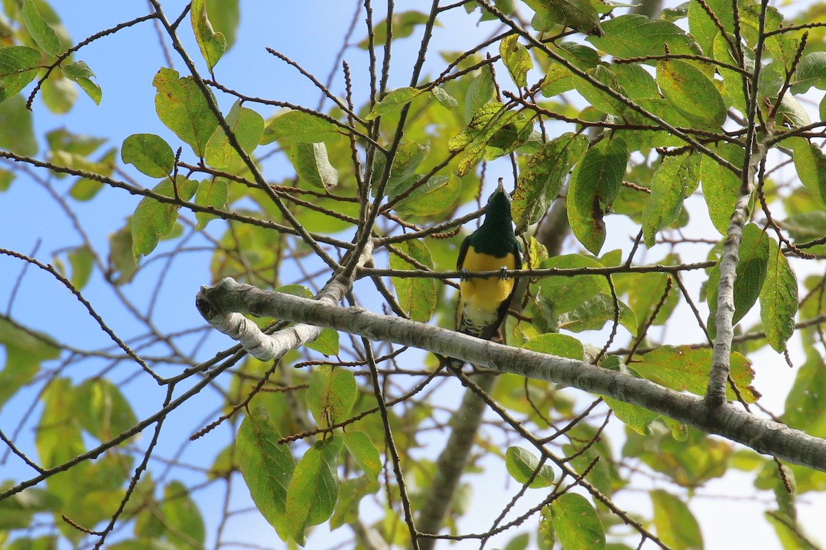 African Emerald Cuckoo - ML638887412