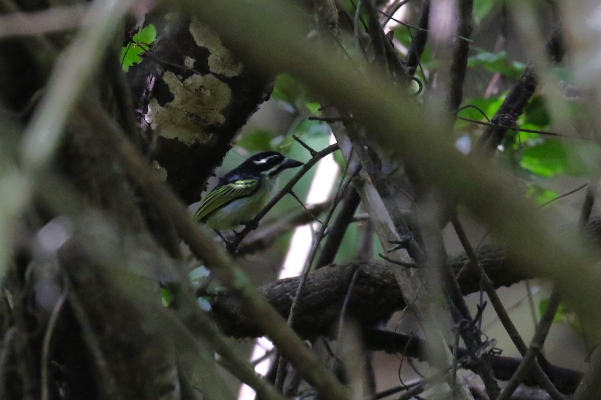 Yellow-rumped Tinkerbird - ML638887431