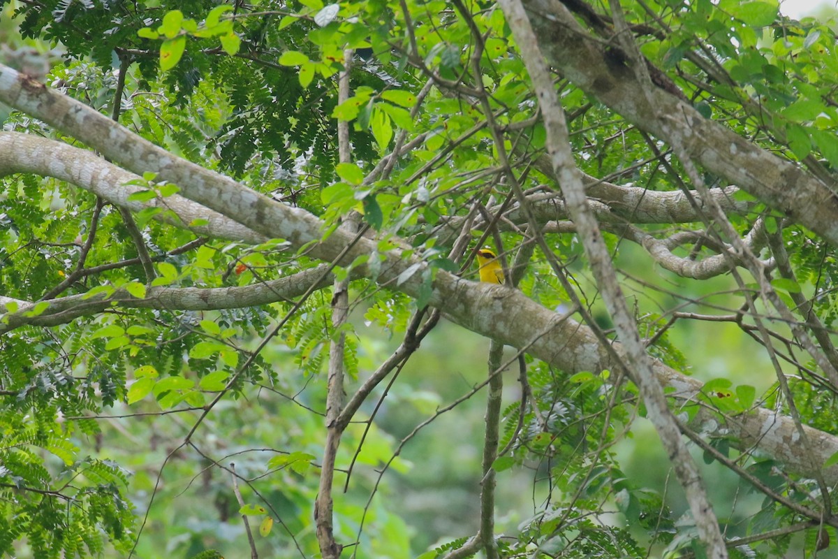 African Golden Oriole - ML638887446