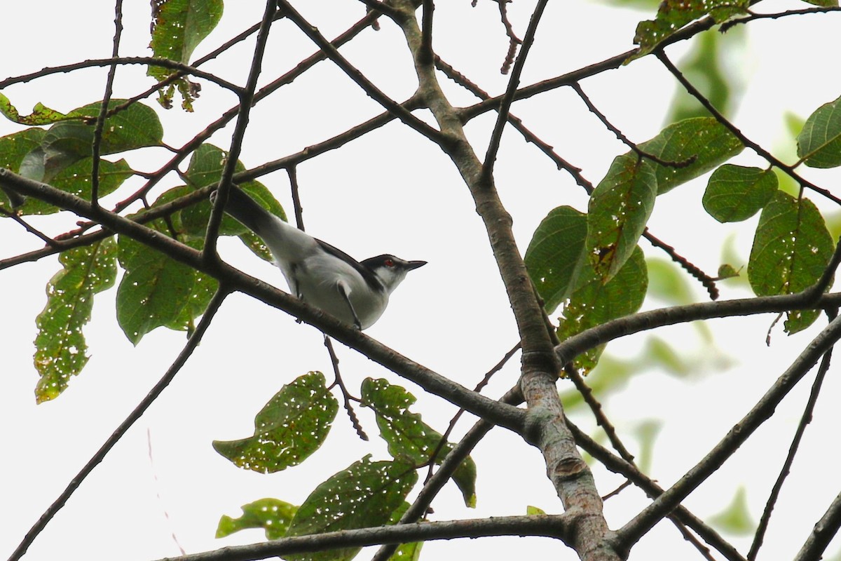 Black-backed Puffback - ML638887448