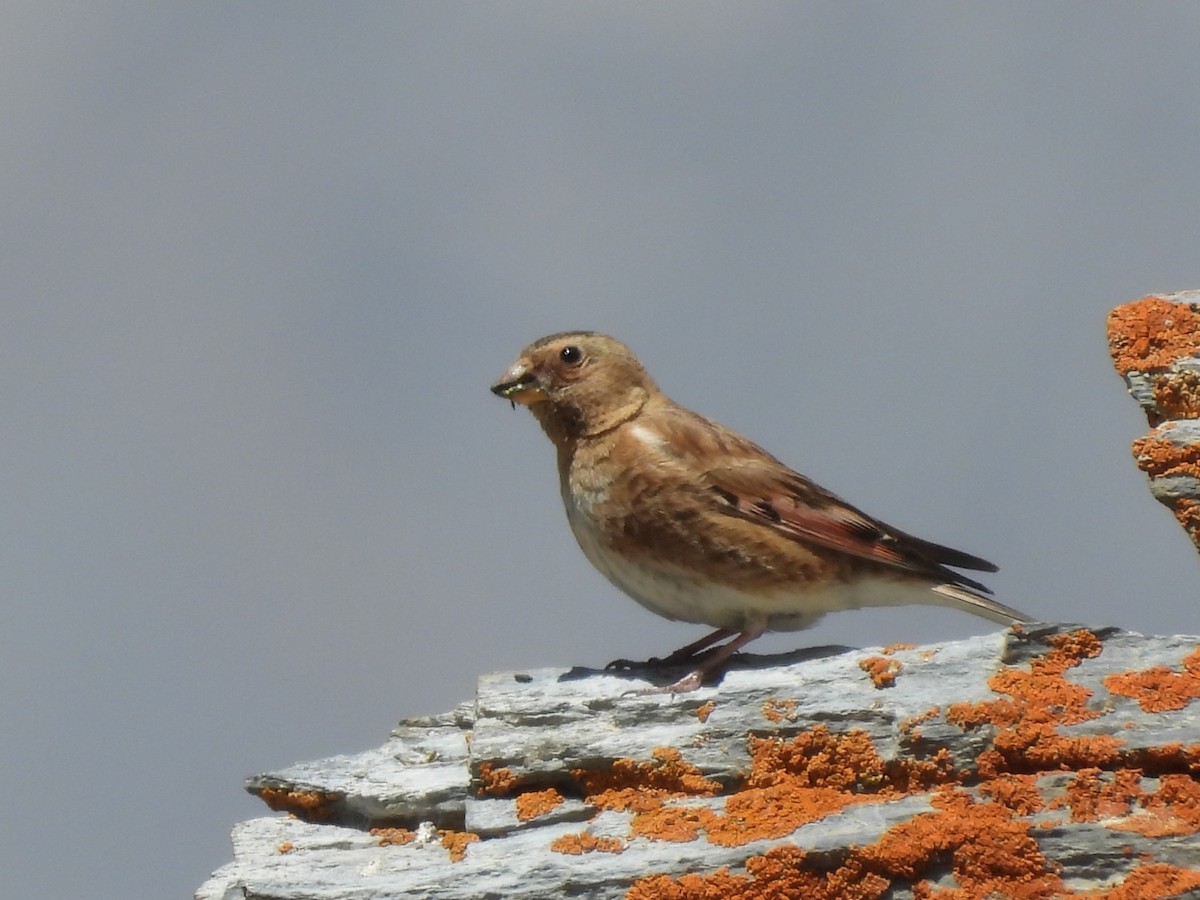 Crimson-winged Finch - ML638887460