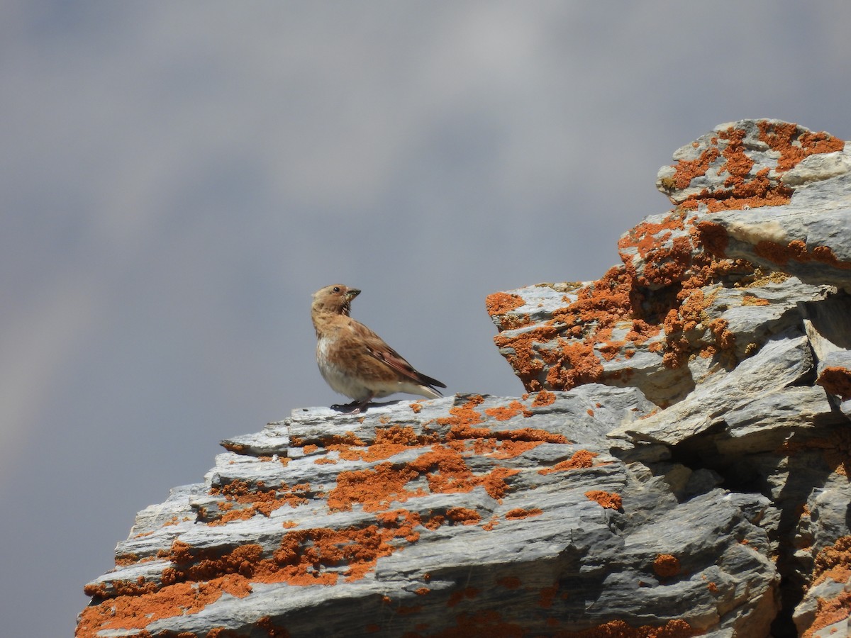 Crimson-winged Finch - ML638887461