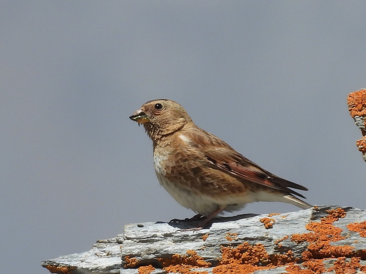 Crimson-winged Finch - ML638887472