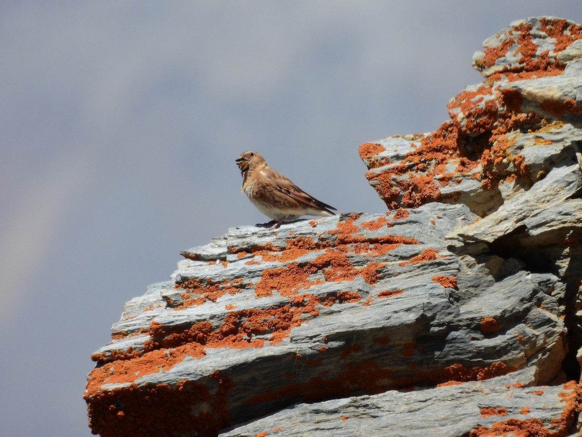 Crimson-winged Finch - ML638887473