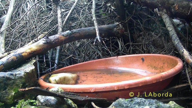 Ополовник - ML638887524