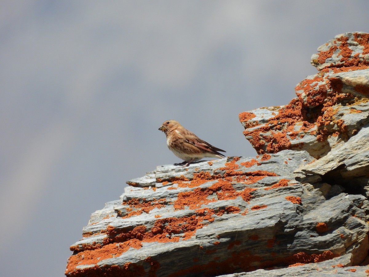 Crimson-winged Finch - ML638887576