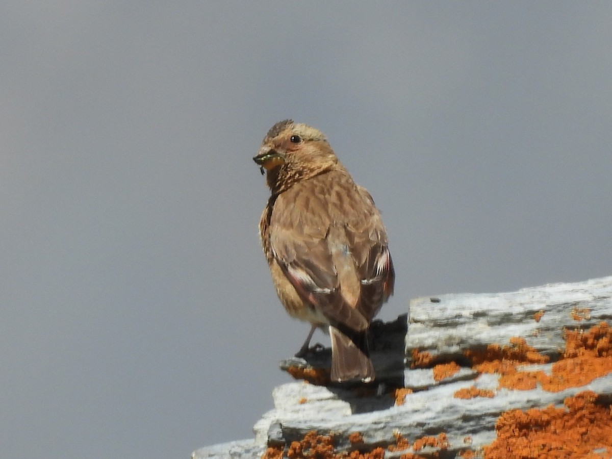 Crimson-winged Finch - ML638887582