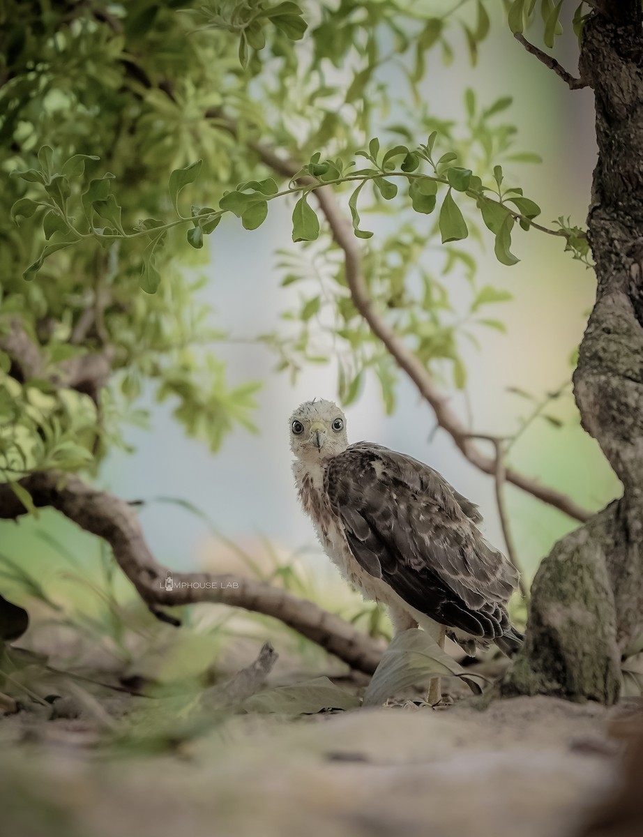 Bonelli's Eagle - ML638887589