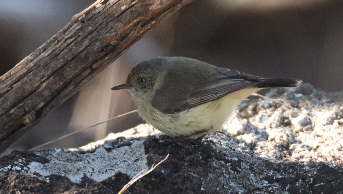 Buff-rumped Thornbill - ML638887655