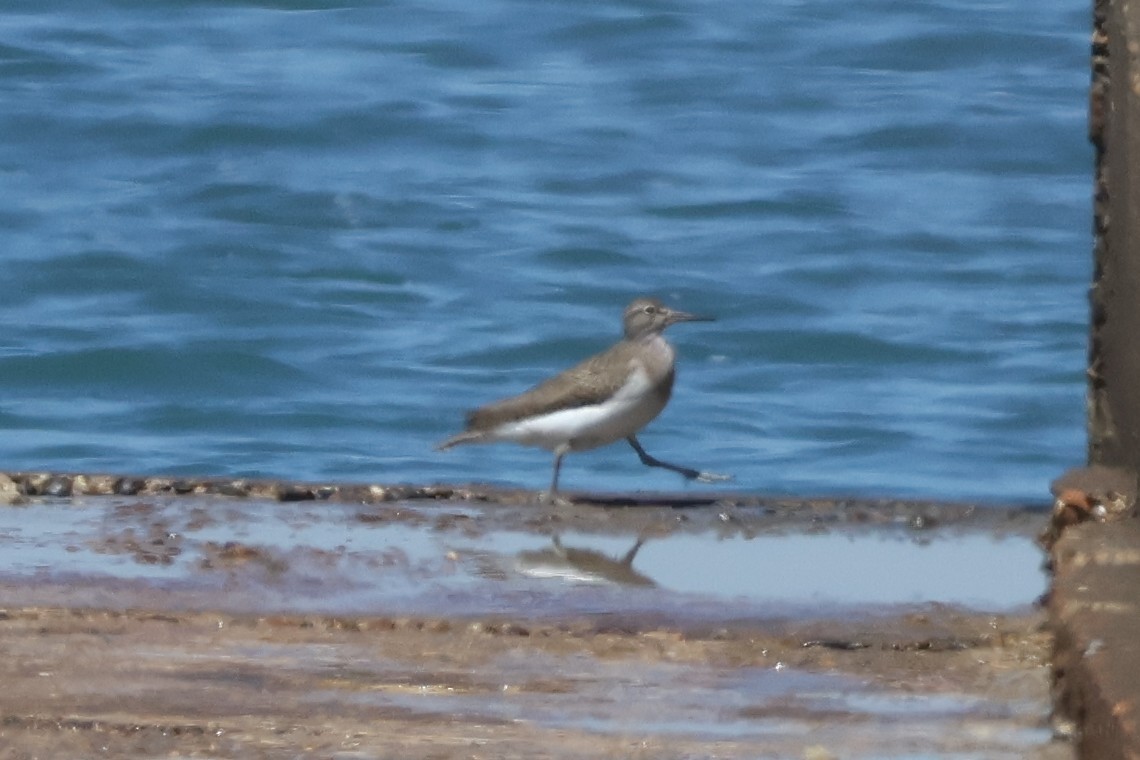 Хайргын хөгчүү - ML638887681