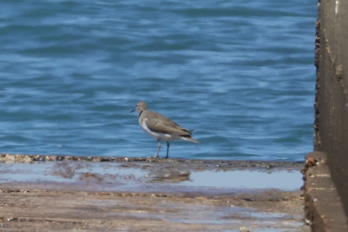 Хайргын хөгчүү - ML638887684