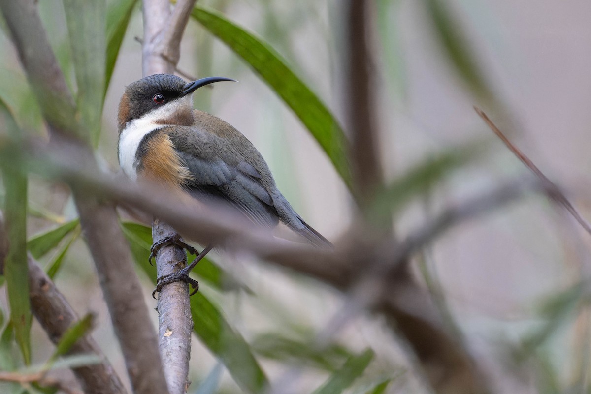 Eastern Spinebill - ML638887688