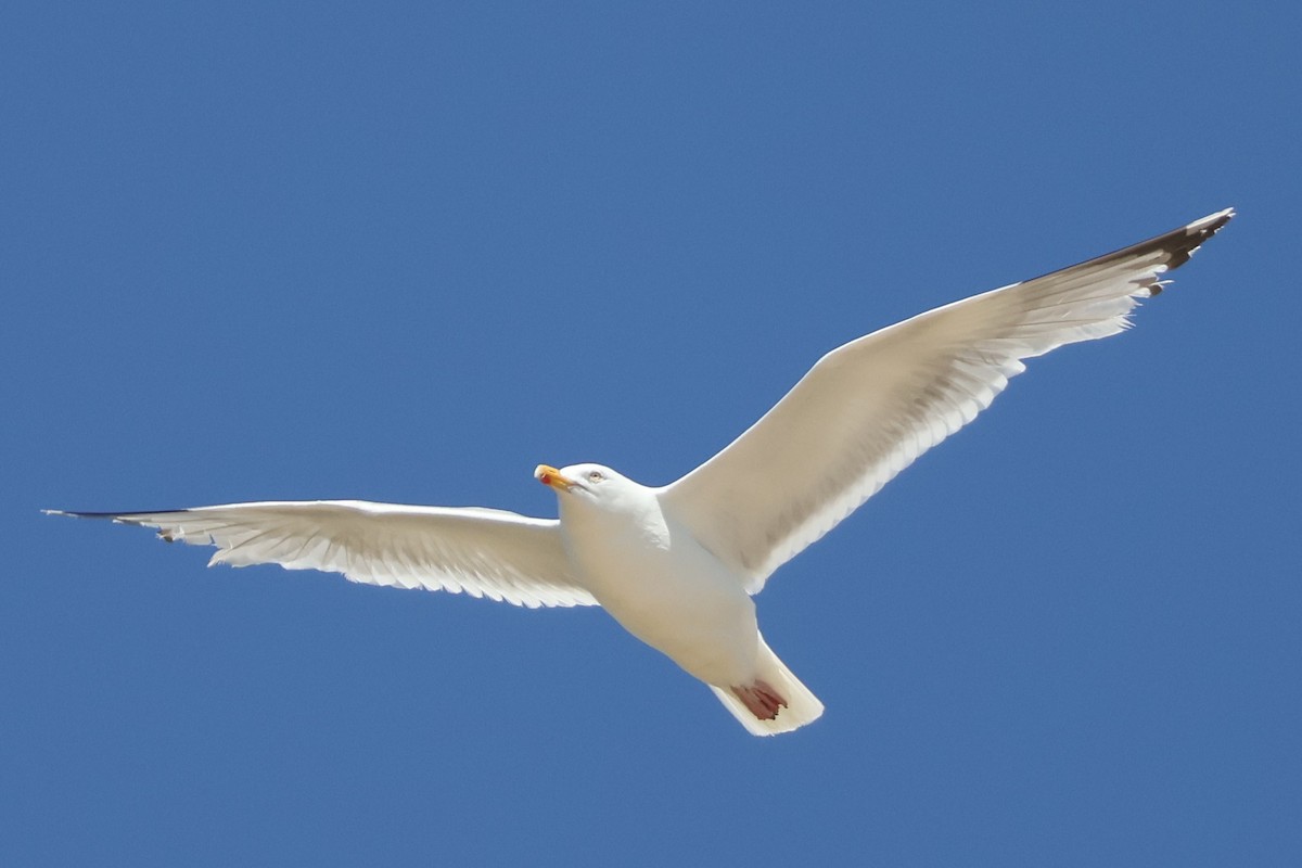 Мөнгөлөг цахлай - ML638887694