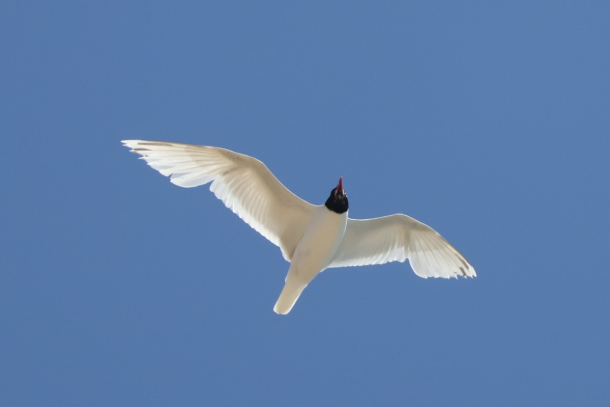 Mediterranean Gull - ML638887704