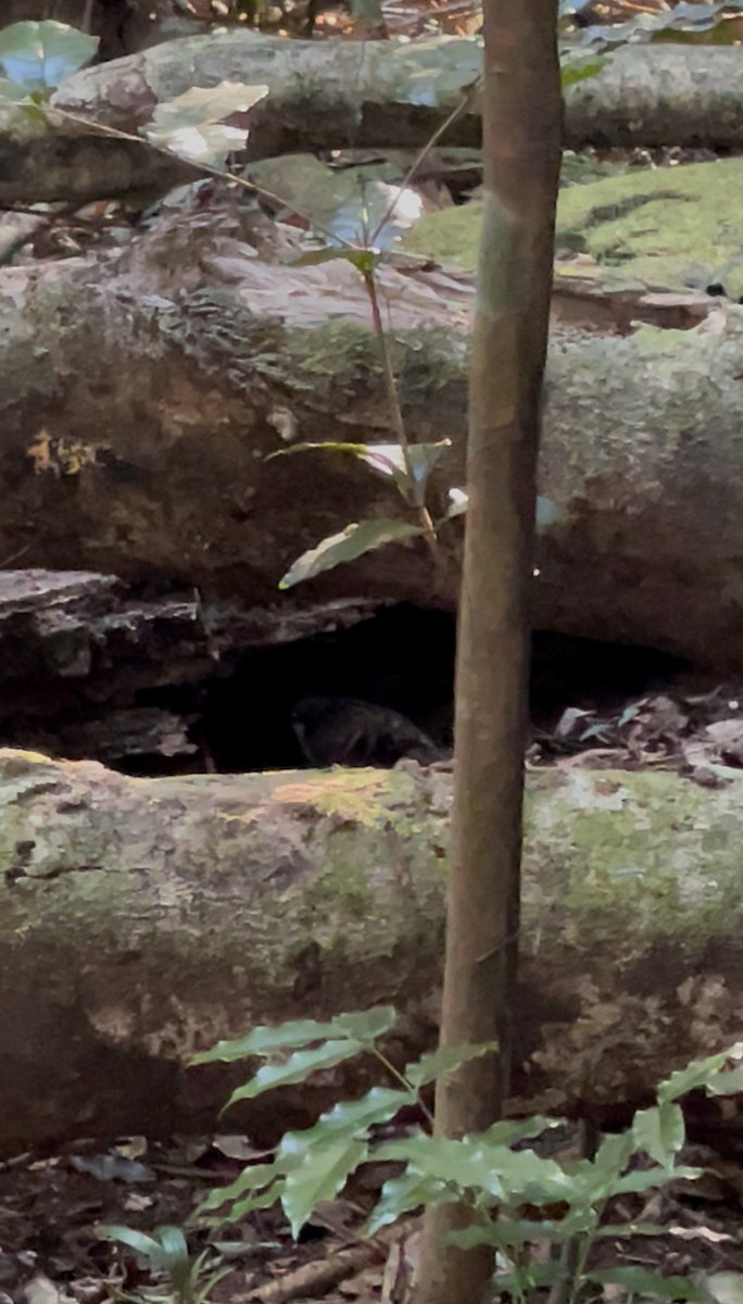 Australian Logrunner - ML638887737